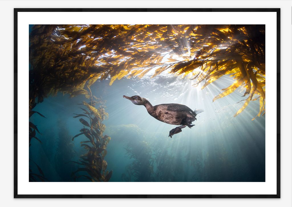 Cormorant in Kelp | Kate Vylet