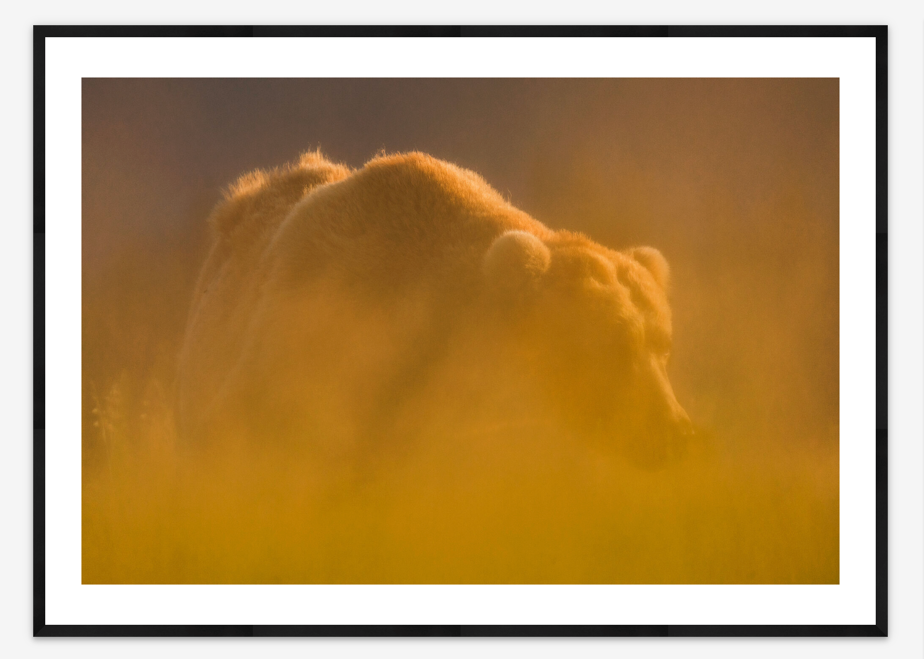 Golden Bear| Morgan Heim