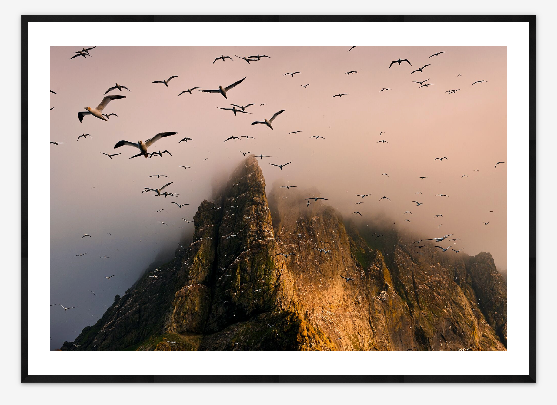 The Gannets of Boreray | Jim Richardson