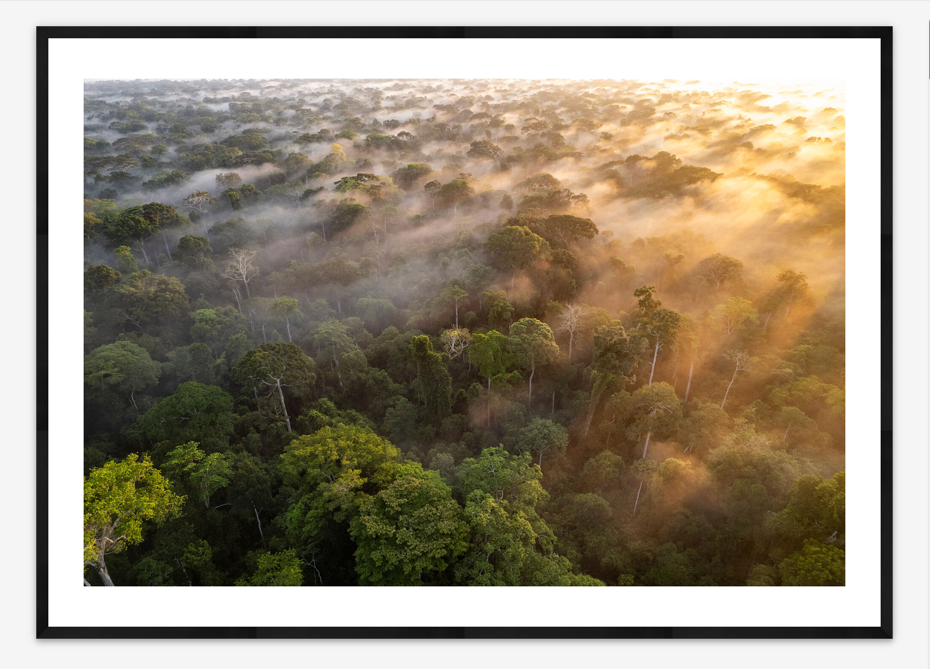 Serene Landscape |Thomas Nicolon