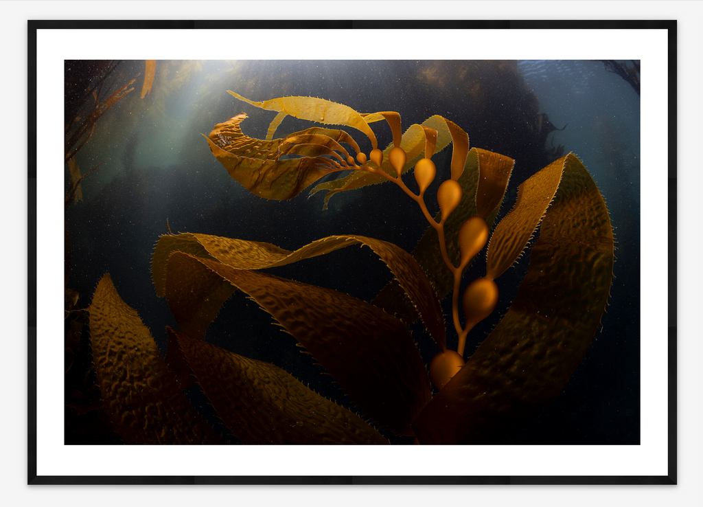 Young Giant Kelp | Kate Vylet