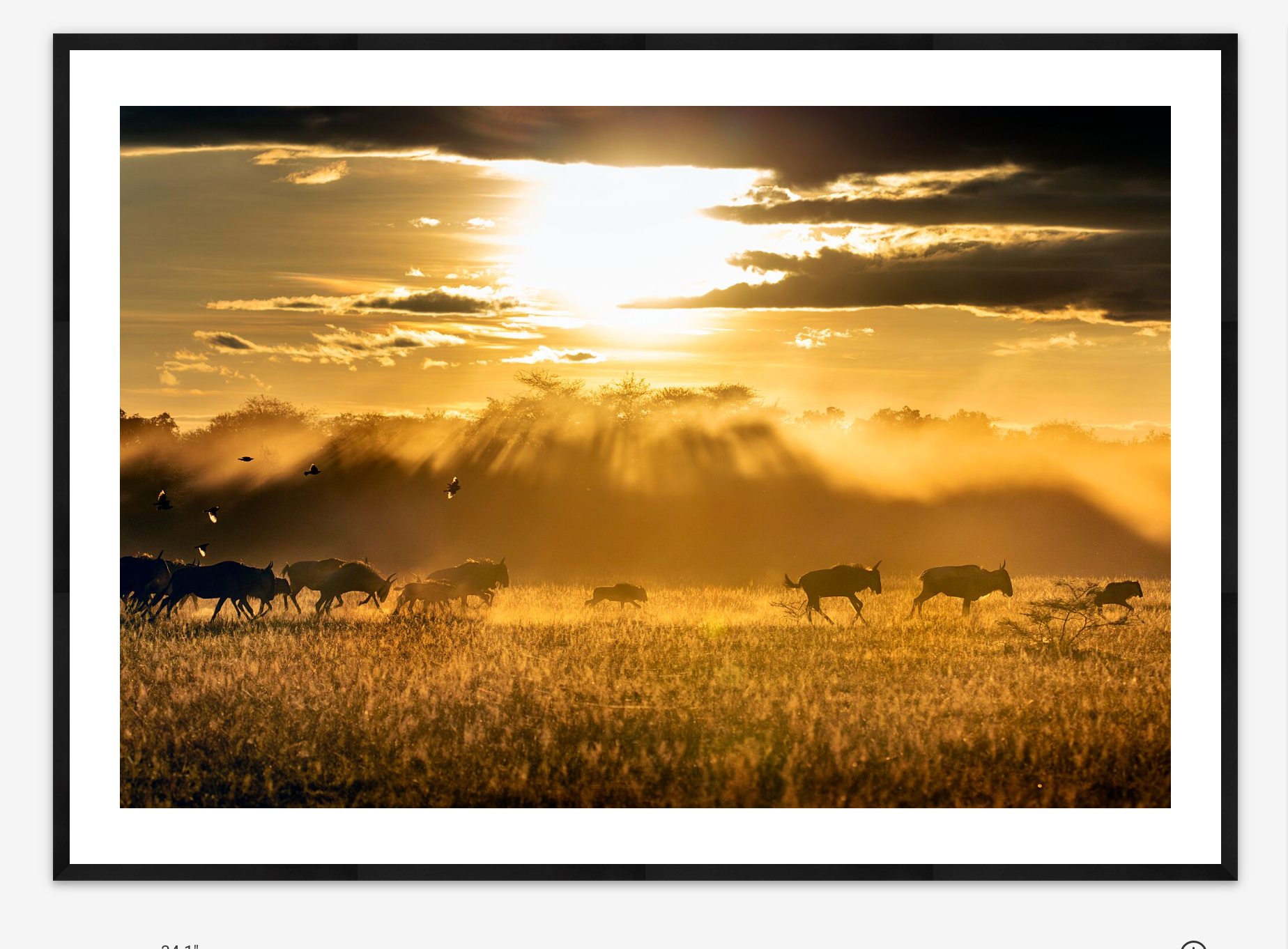 Sunrise Wildebeest | Georgina Goodwin