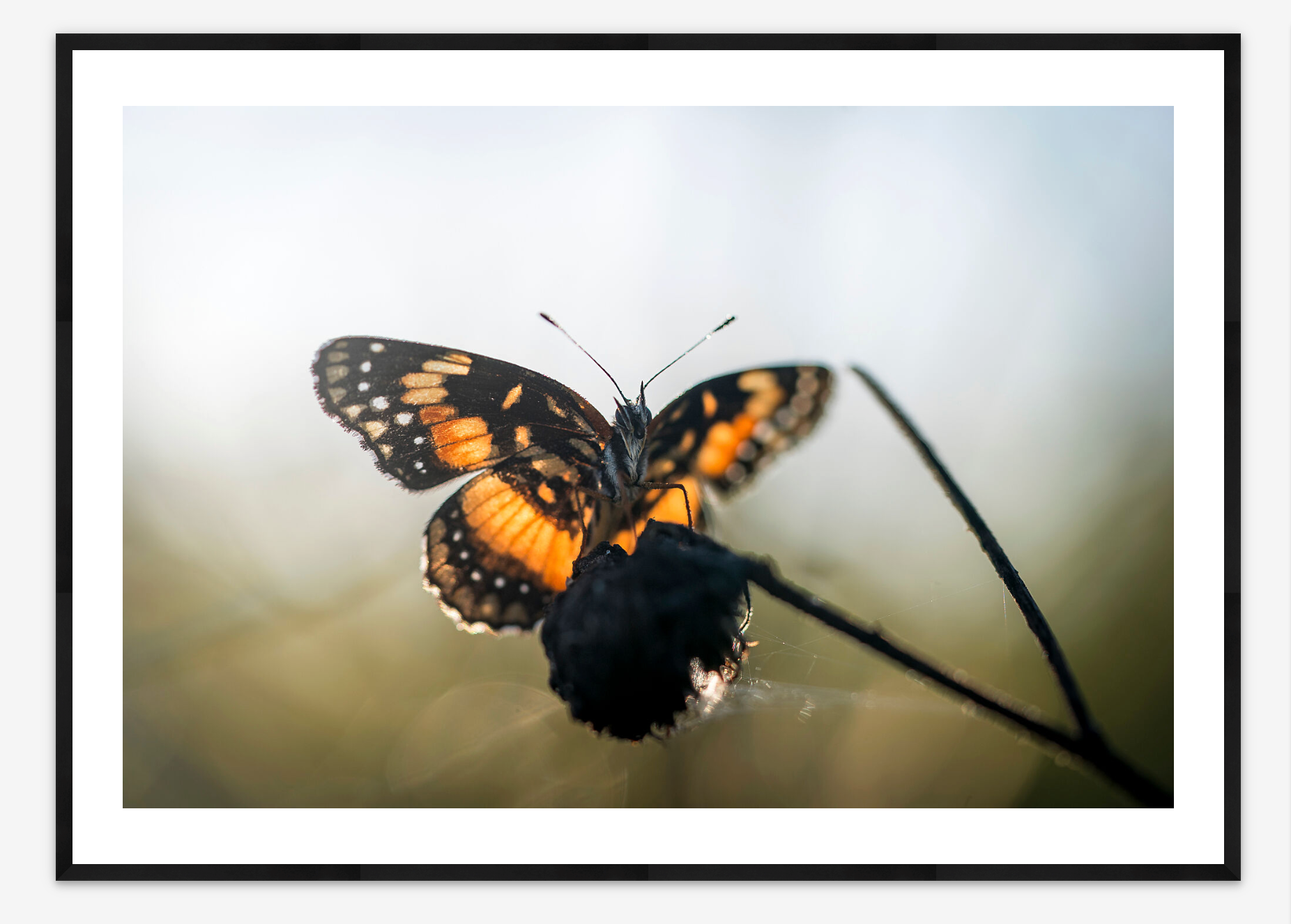 Patch Butterfly | Krista Schlyer