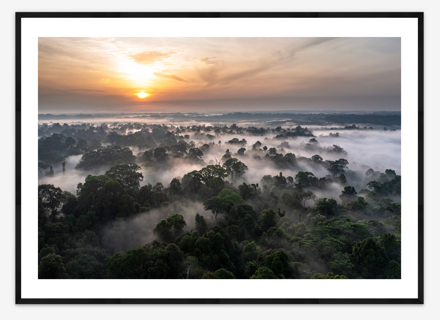 Wild for Life | Maxime Aliaga