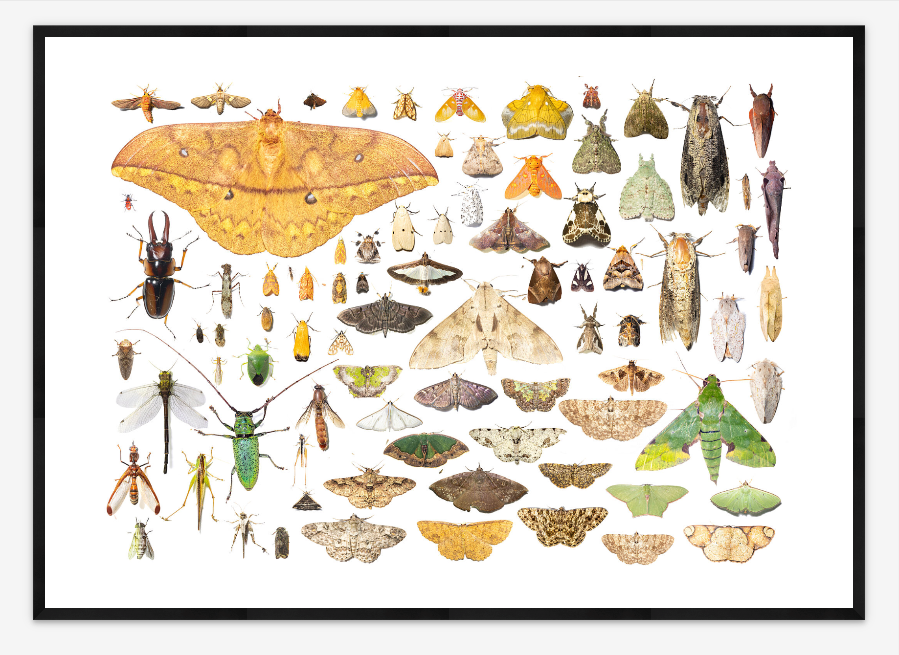 Salonga Biodiversity | Michiel Van Noppen