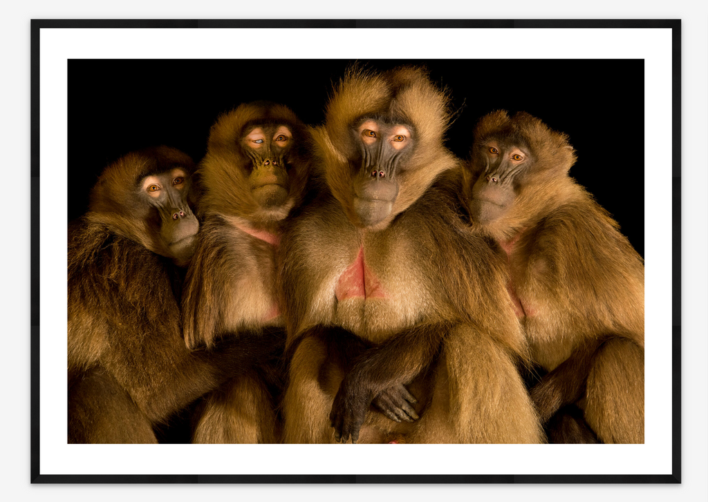 Gelada Baboons | Joel Sartore