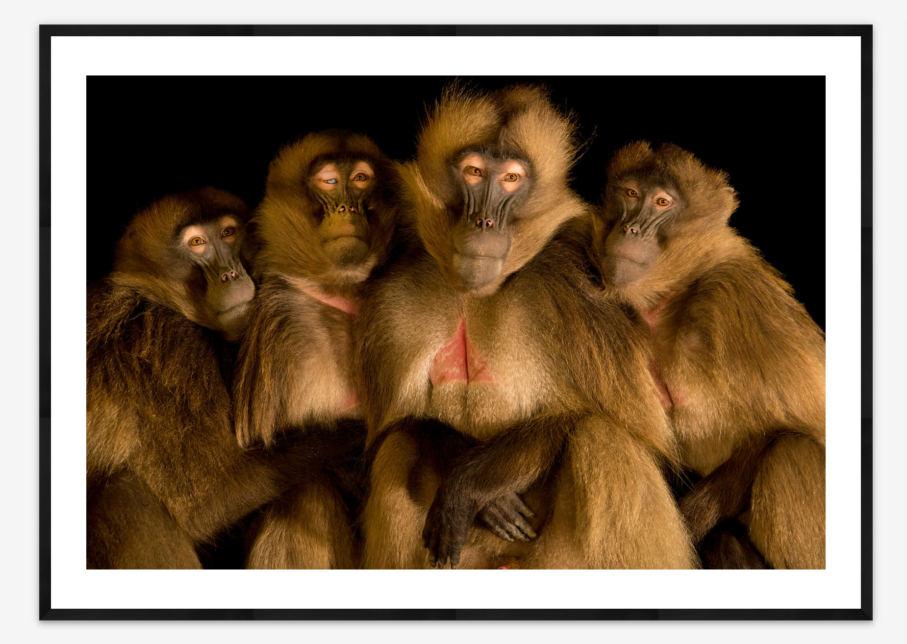 Gelada Baboons | Joel Sartore