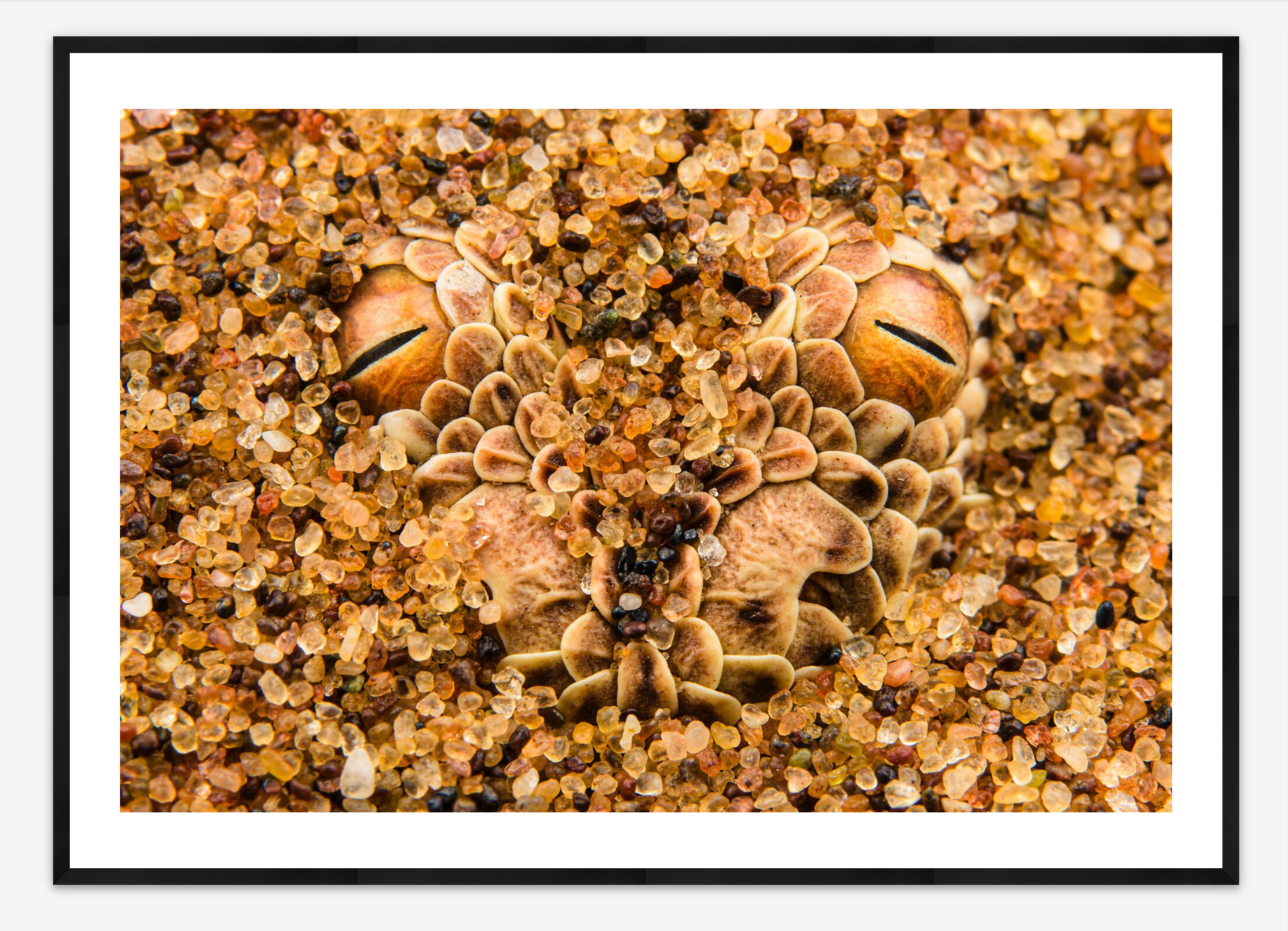 Peringuey's Adder | Emanuele Biggi