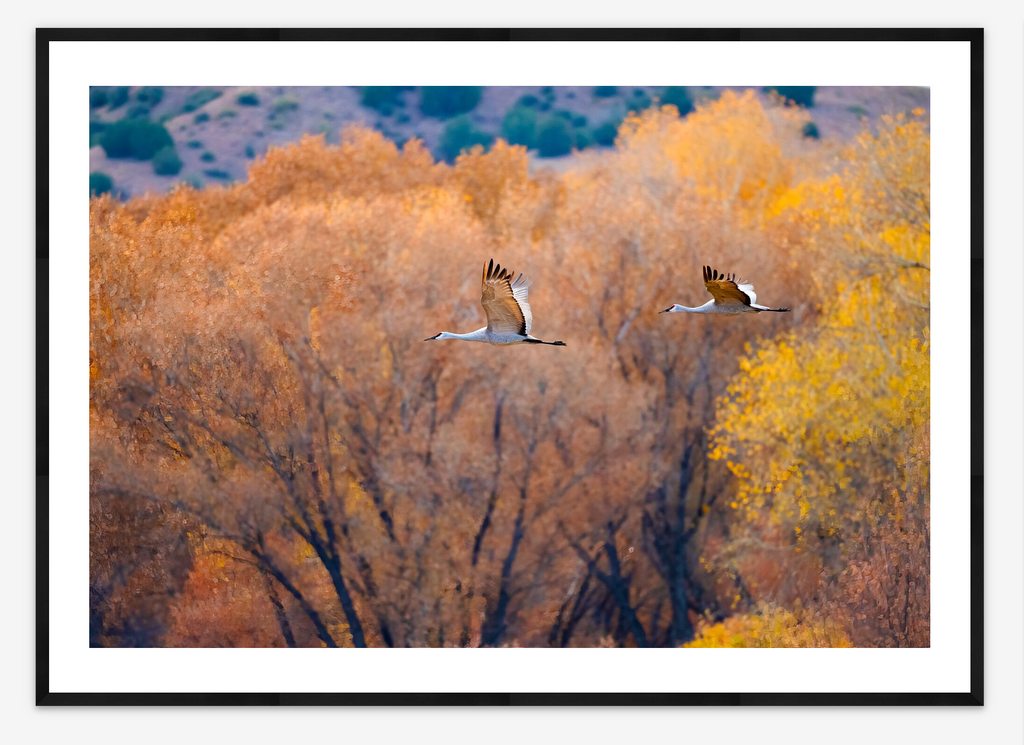 Sandhill Autumn Flight | Dave Showalter