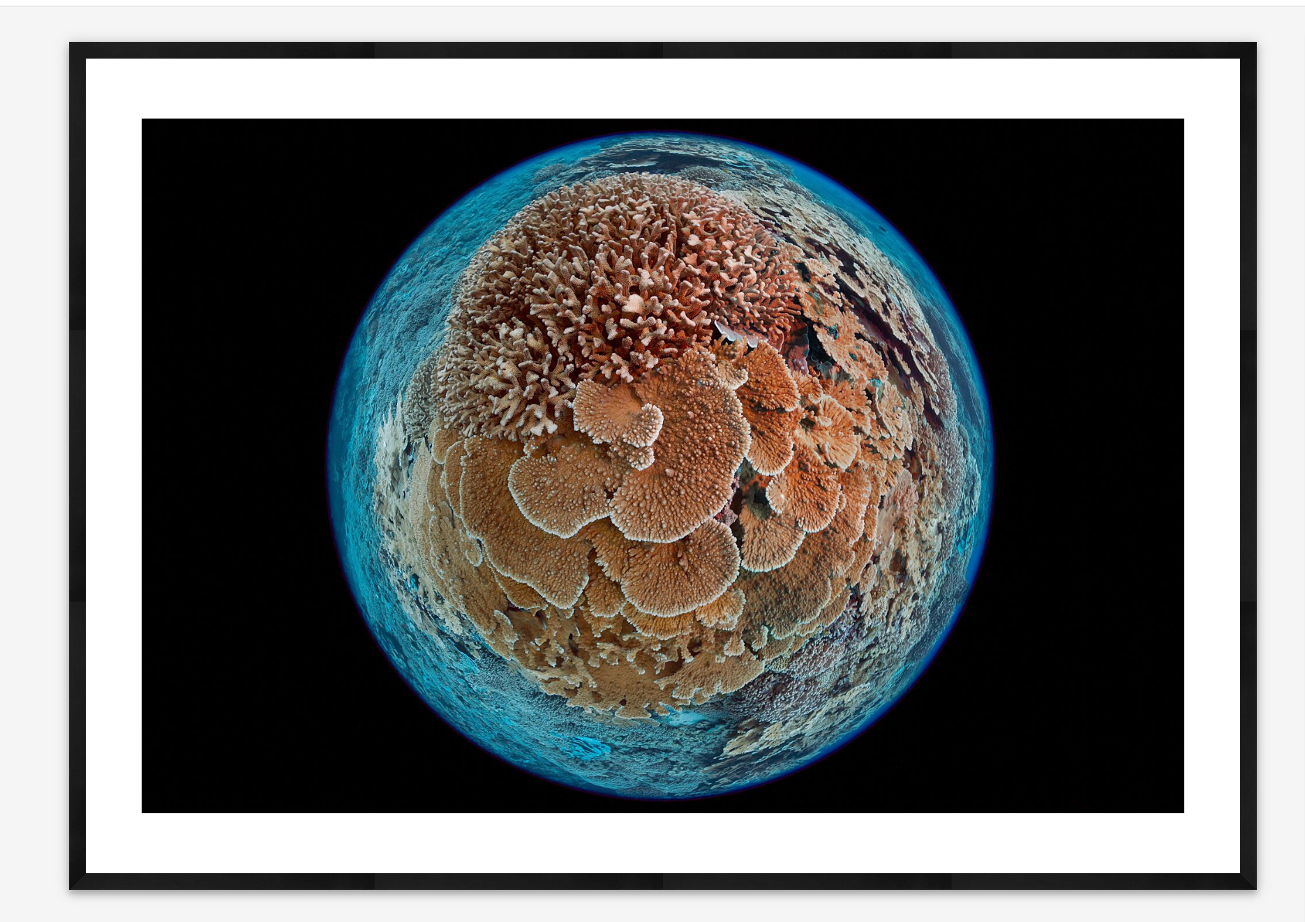 Earth Made of Coral | Michele Westmorland