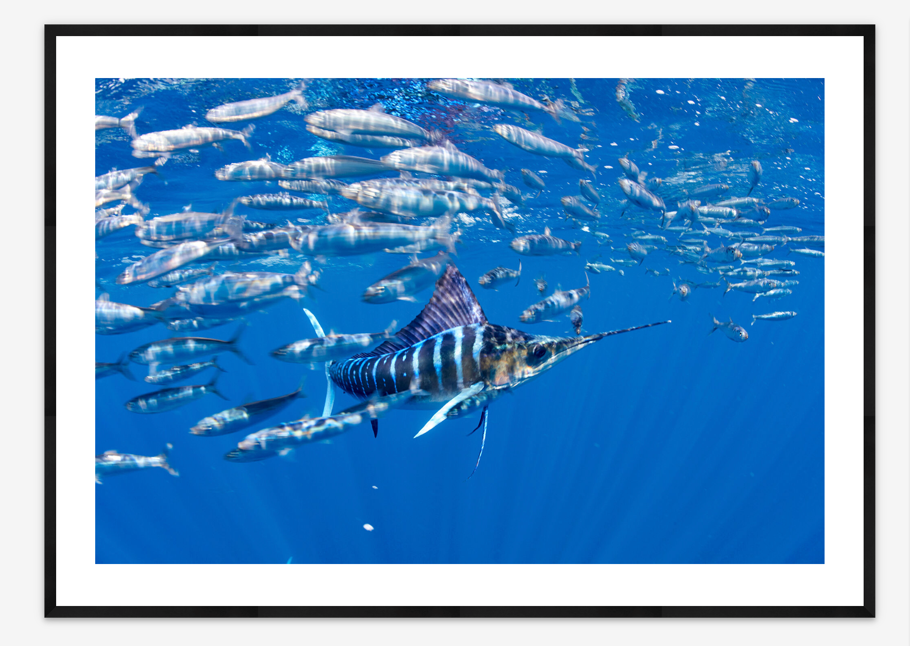Striped Marlin Hunting Sardines | Keith Ellenbogen