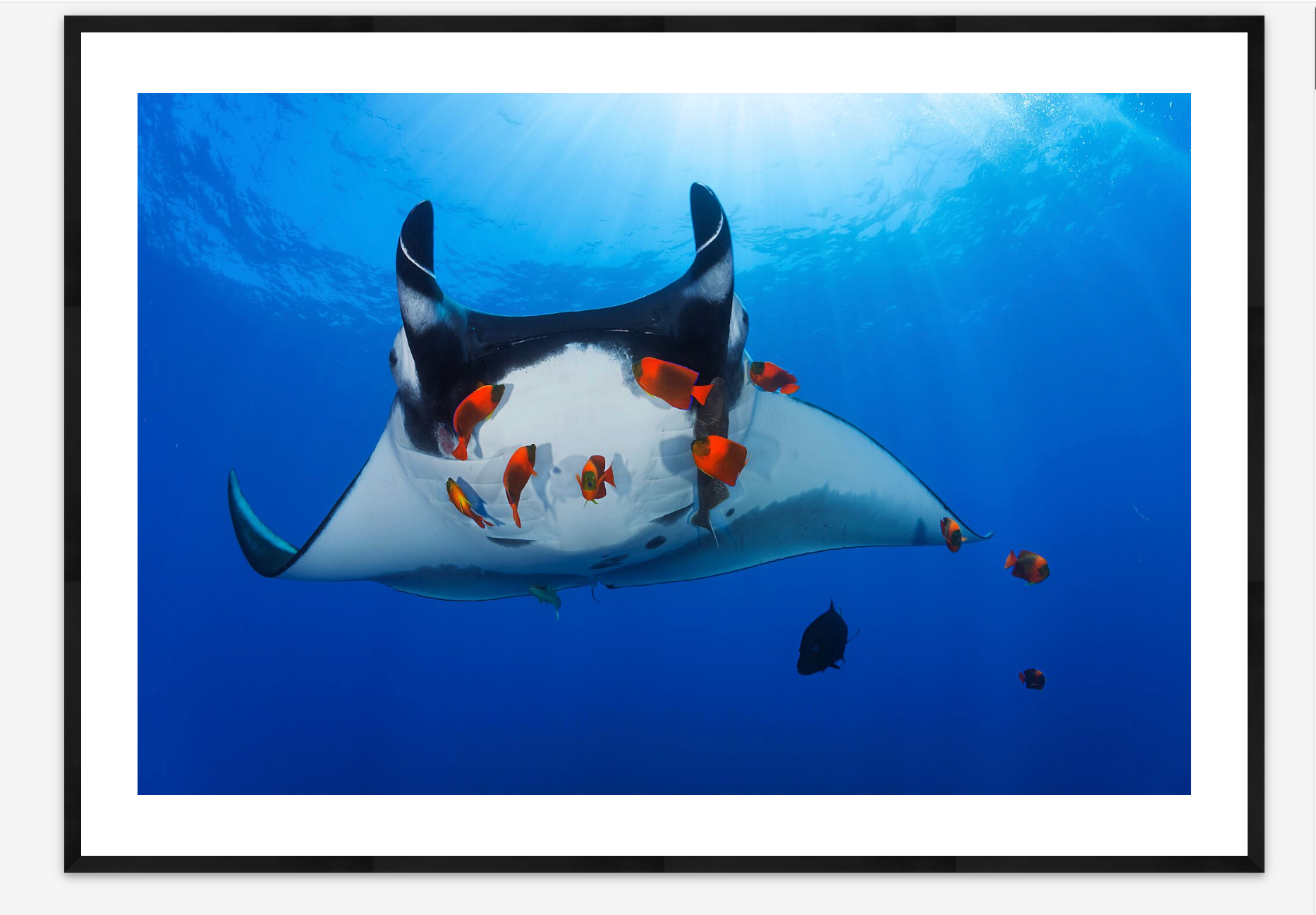 Giant Manta Ray | Claudio Contreras Koob