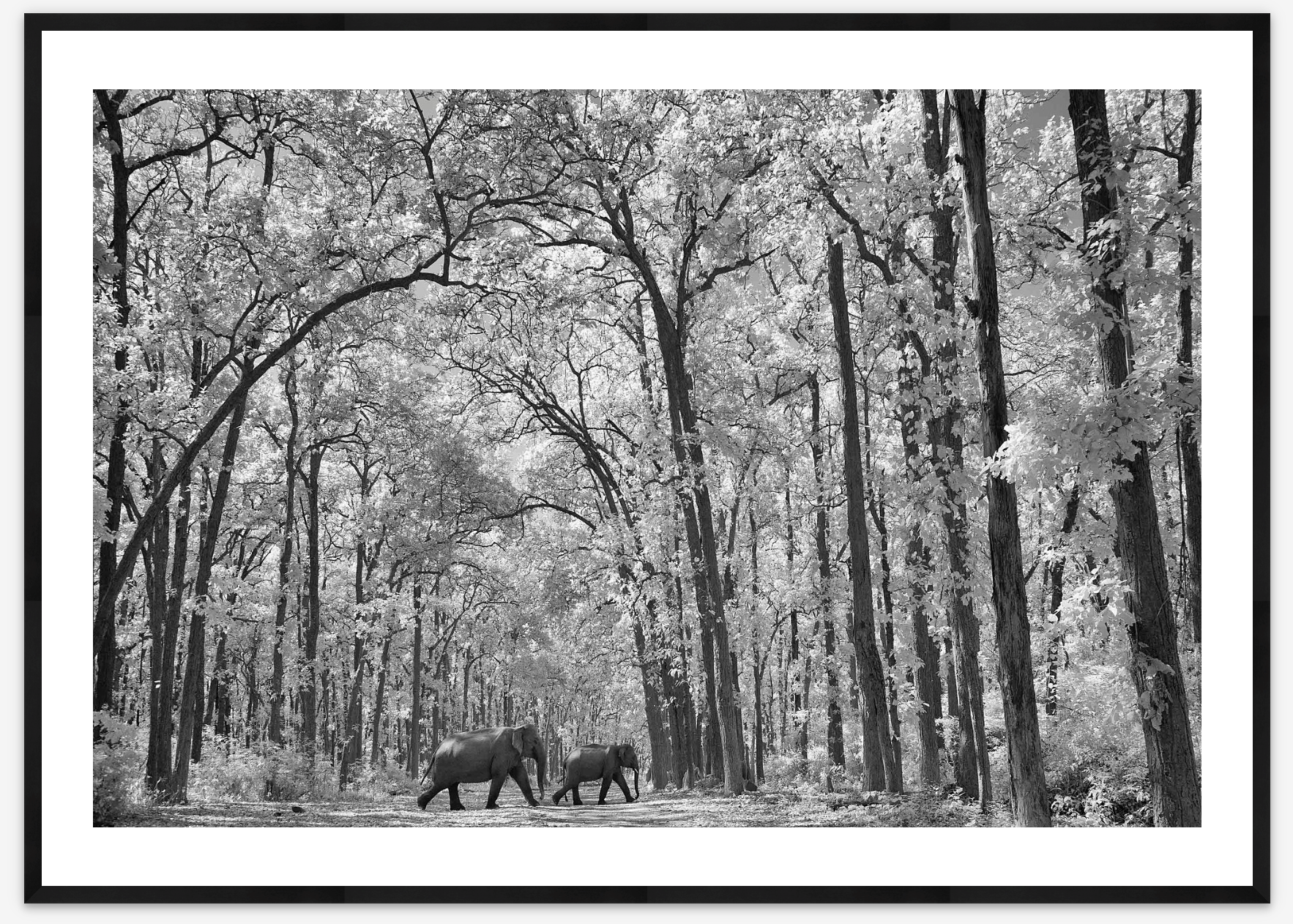 Elephant Forest | Shivang Mehta