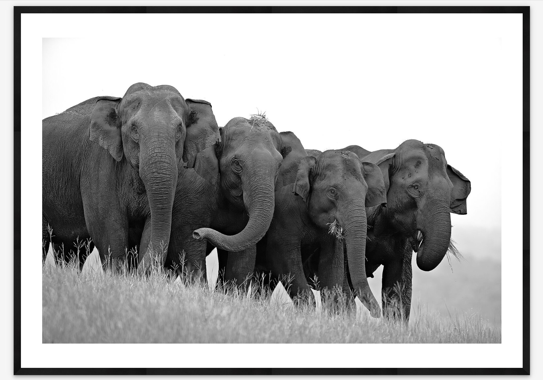 Four Sisters | Balan Madhavan