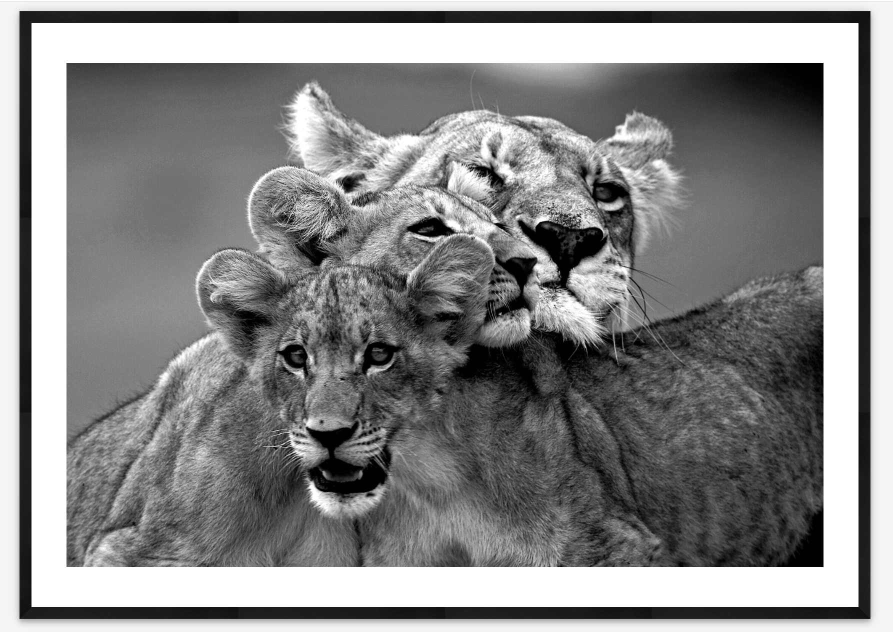 Affection | Beverly Joubert