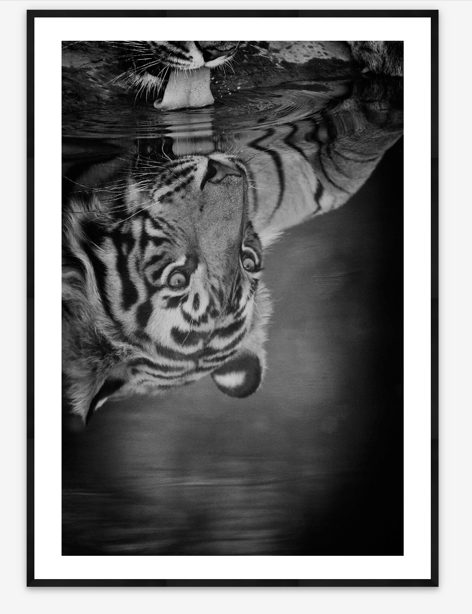 Royal Bengal | Shivang Mehta