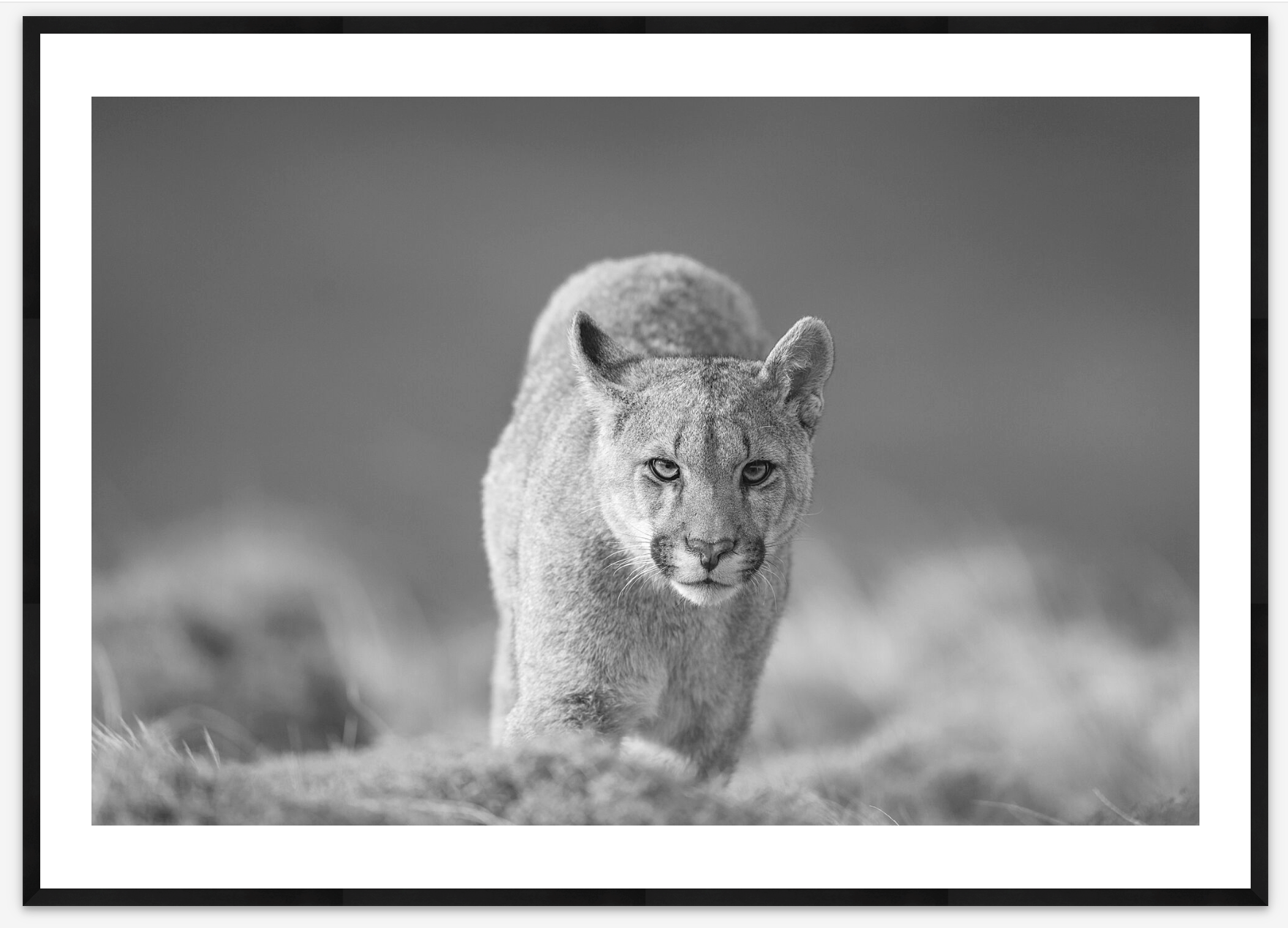 Patagonia Cat | Cristina Mittermeier