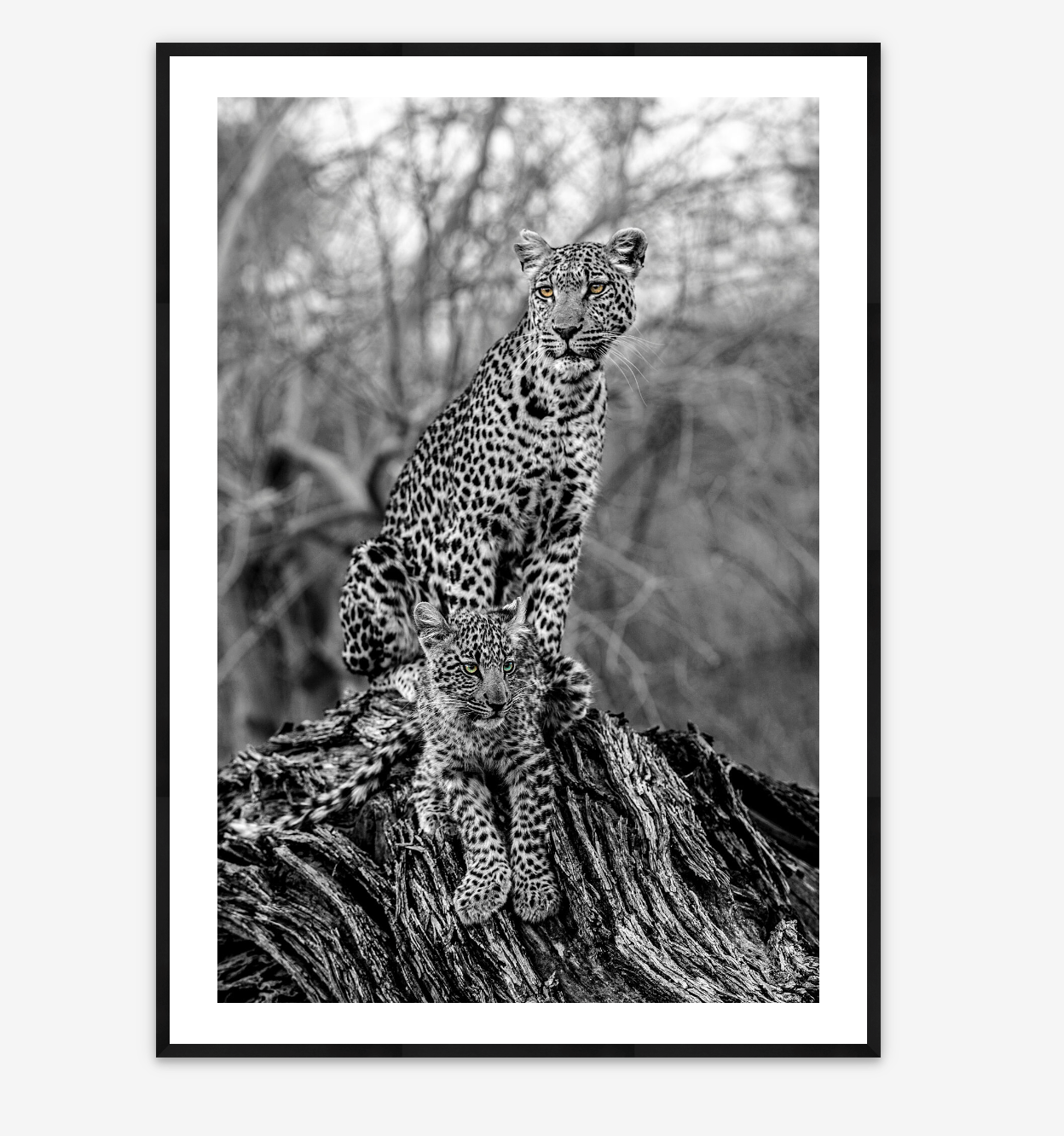 Eyes of the Okavango | Beverly Joubert