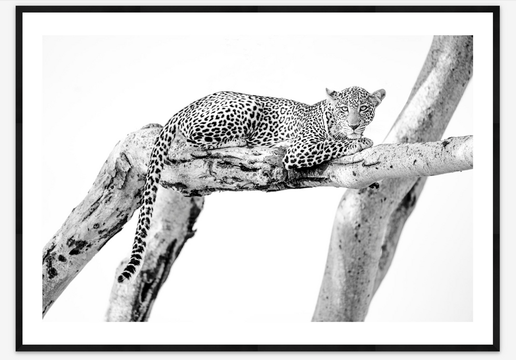 Leopard in Segera |  Cristina Mittermeier
