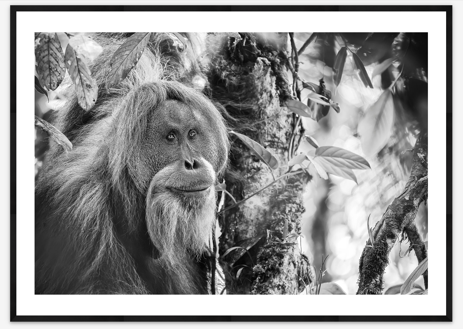 The last 800 | Maxime Aliaga