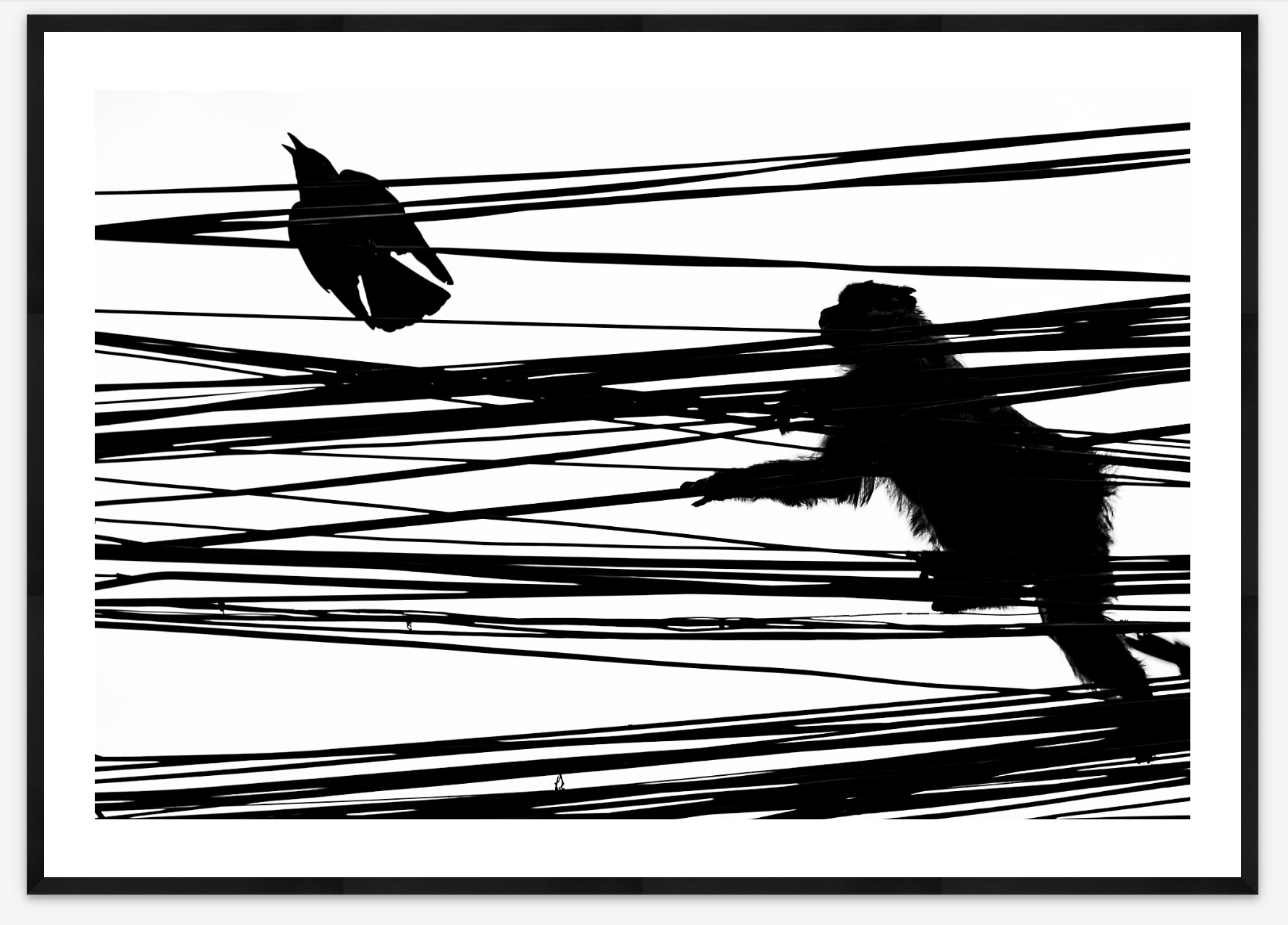 On the Wires | Jason Houston