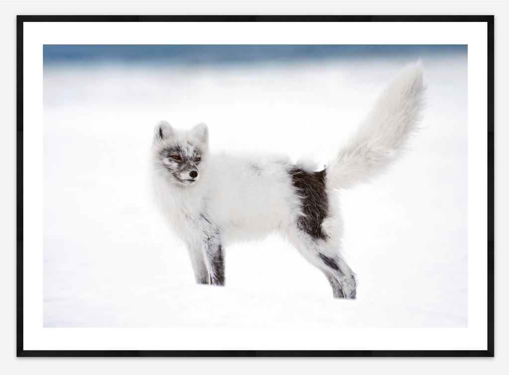 Arctic Fox in Svalbard | Lana Tannir