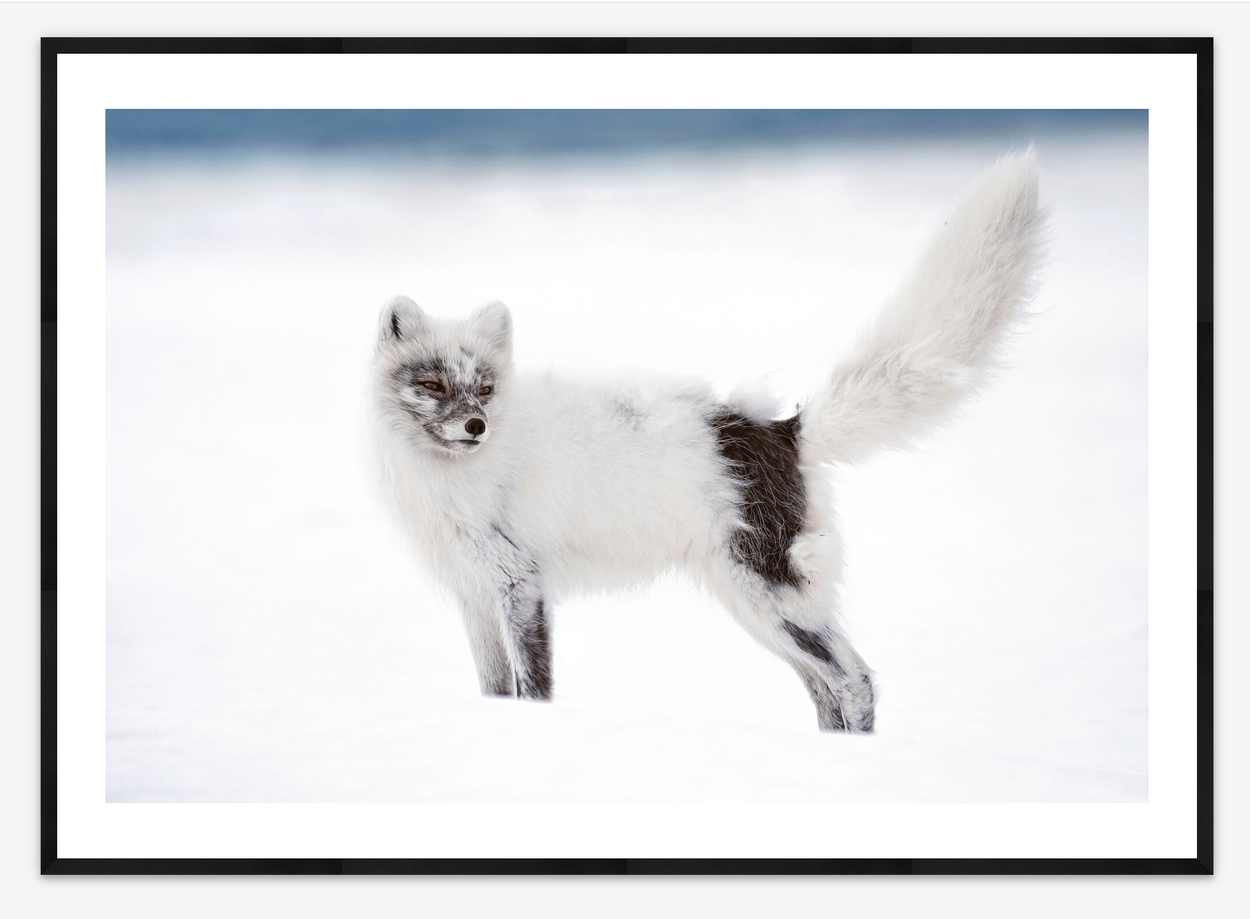 Arctic Fox in Svalbard | Lana Tannir