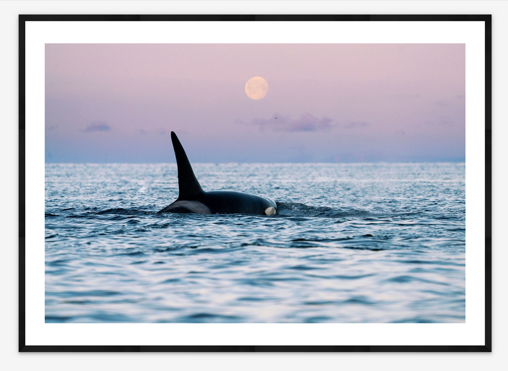 Orca Moon | Lana Tannir