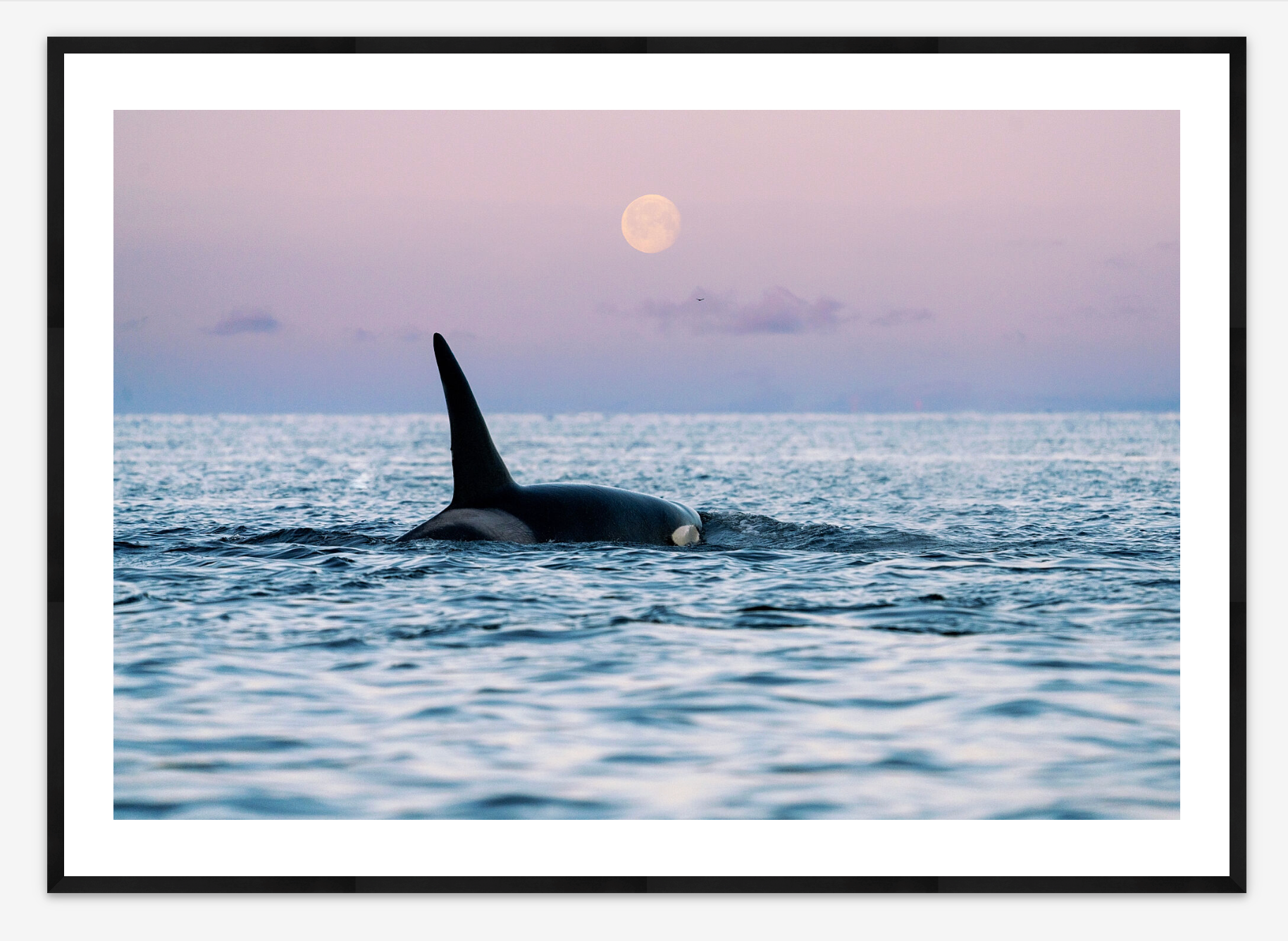 Orca Moon | Lana Tannir