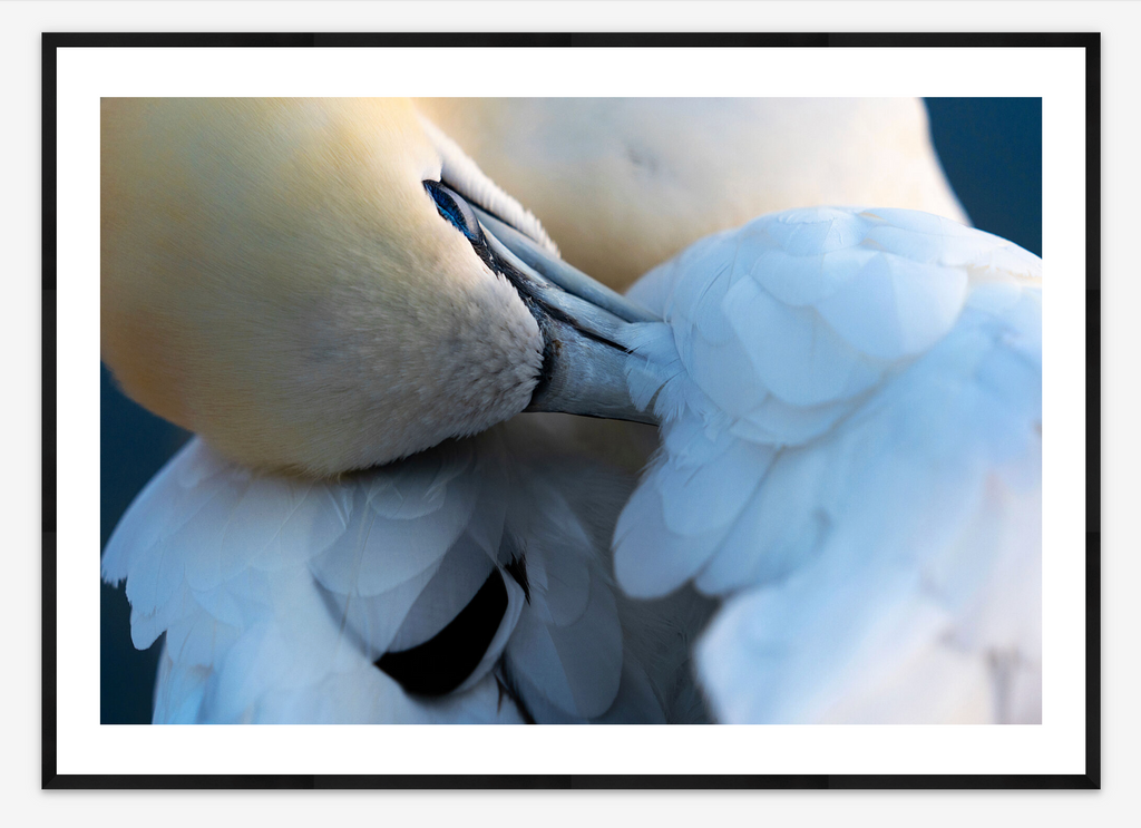 Northern Gannet | Lana Tannir